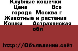 Клубные кошечки › Цена ­ 10 000 - Все города, Москва г. Животные и растения » Кошки   . Астраханская обл.